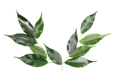 Ficus Benjamina green leaves, weeping fig, isolated on white, clipping path