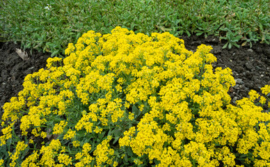 Obraz premium Basket-of-Gold Alyssum - Latin name - Aurinia saxatilis Compacta