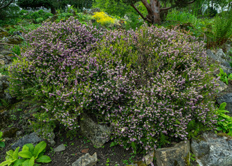 Obraz premium Erica. Heather or ling (Calluna vulgaris) is a small shrub native to Europe acidic soils.