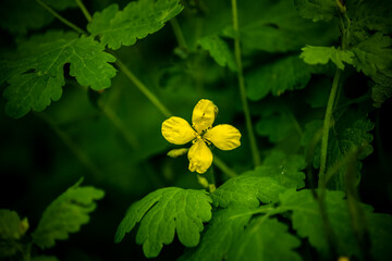Eine gelbe Blume in ihrer Natur
