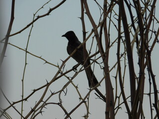 blackbird on a branch