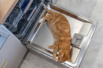 red cat lies on dishwasher door