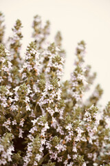 Thyme closeup lilac flowers bloom in spring with white background. Plant used in gastronomy and medicine. 
