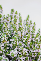 Thyme closeup lilac flowers bloom in spring with white background. Plant used in gastronomy and medicine. 

