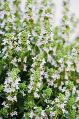 Thyme closeup lilac flowers bloom in spring with white background. Plant used in gastronomy and medicine. 
