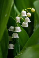 Obraz premium Delicate blooming lilies of the valley in the park. Close up.
