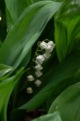 Delicate blooming lilies of the valley in the park. Close up.