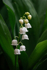 Delicate blooming lilies of the valley in the park. Close up.