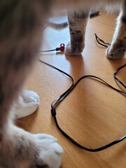 Cat's paws and headphones on the desktop.