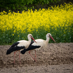 Störche am Feld