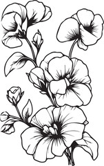 sweet pea vector illustration, beautiful sweet pea  cathartic flower bouquet, hand-drawn coloring pages and book of artistic, blossom sweet pea, engraved ink art