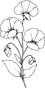 recommend clip art: Sweet pea botanical illustration, Sweet pea vector art, Sweet pea line drawings, Sweet pea wall decor, Sweet pea isolated on white background, sweet pea flower stock outline drawings