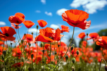 Red poppies in a field on a background of blue sky, selective focus