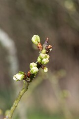 Macro shot of Chickasaw plum (prunus angustifolia) buds emerging into bloom