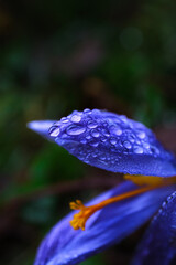 Detail of a purple flower with water drops