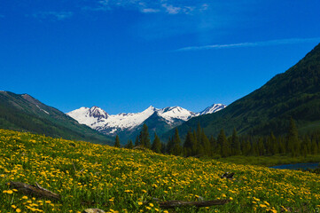 Wildflowers in the mountains 