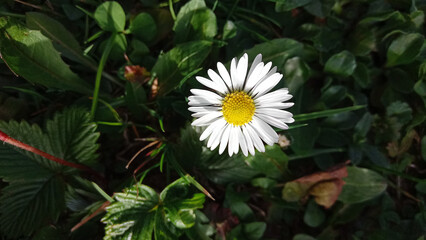 Close up to white and yellow daisy spring flower in a beautiful green meadow