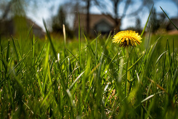 a close-up of a single dandelion in a lush green yard with a house roof in the background