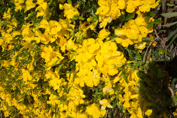 Closeup of flowering Dolichandra unguis-cati inflorescence during warm spring morning, Arizona