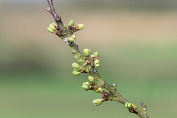 Macro shot of Chickasaw plum (prunus angustifolia) buds emerging into bloom