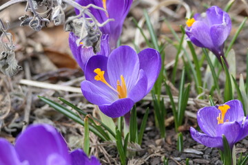 purple crocus