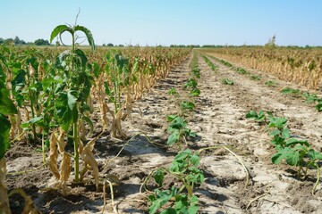 Dryness destroying the cultivated plants. The plants are dried up in the rows on the dry, crusty soil in hot summer.