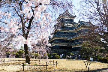 Kwitnąca sakura na zamku w Matsumoto, Japonia. © Jacek Dylag