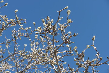 magnolia branches against blue sky
