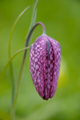 flower in the garden