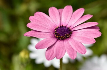 photos of various garden flowers, various daisies.