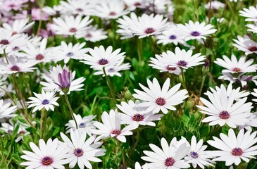 photos of various garden flowers, various daisies.