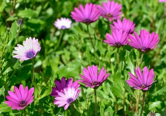 photos of various garden flowers, various daisies.