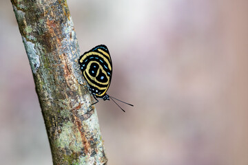 Tropical, Eighty eight butterfly resting on a branch with blurred background
