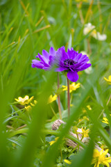 blue flowers in the garden