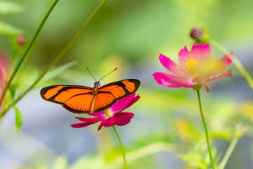 Orange, Flambeau butterfly resting on wild pink flower in rainforest of Trinidad and Tobago
