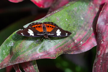 Colorful, tropical butterfly resting on a leaf with wings open in the rainforest