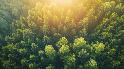 An aerial view captures the forest bathed in the warm, golden light of summer, highlighting the lush