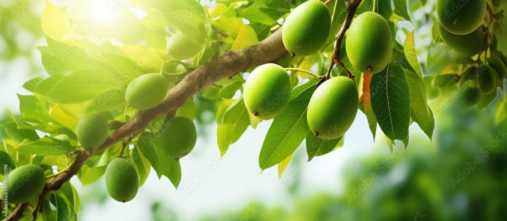 Poster Green fruits hanging from tree