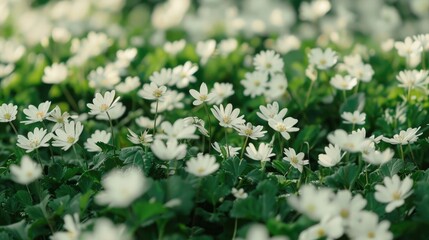 White Flowers on Green Field