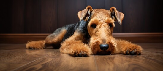 Dog resting on wooden floor in room - obrazy, fototapety, plakaty