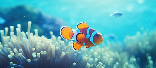Clown fish swimming near sea anemone with other marine life
