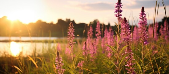 Purple flowers by a lake in evening