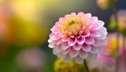Fototapeta premium Bright summer flower, macro