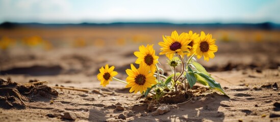 Sunflowers in sand under bright sun