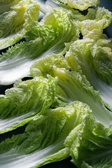 Young lettuce leaves, abstract background.