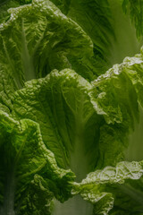 Young lettuce leaves, abstract background.