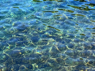 Sea underwater seaweed in clear water.