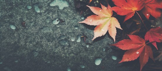 Leaf with water droplets on rock