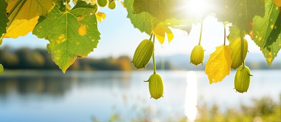 Leaves hanging from tree over lake in sun - obrazy, fototapety, plakaty