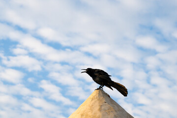 A great-tailed grackle, under a crisp early morning blue sky, that look like they are saying good morning